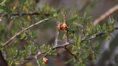 Lycium horridum, photographed by Tony Rebelo