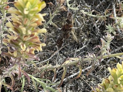 Castilleja foliolosa, photographed by Henrik Kibak