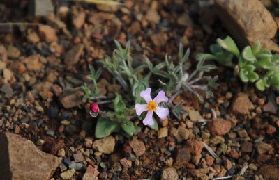 Zaluzianskya violacea, photographed by Tony Rebelo
