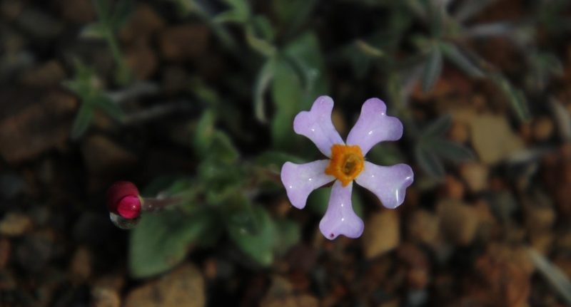 Zaluzianskya violacea, photographed by Tony Rebelo
