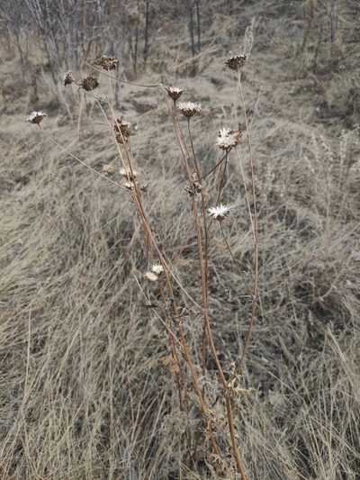 Klasea centauroides, photographed by Юлия