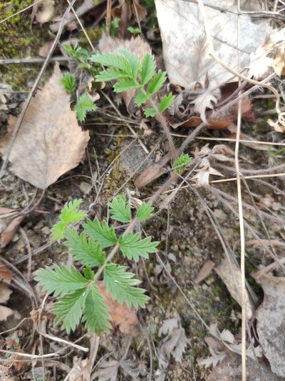 Potentilla tanacetifolia, photographed by Юлия