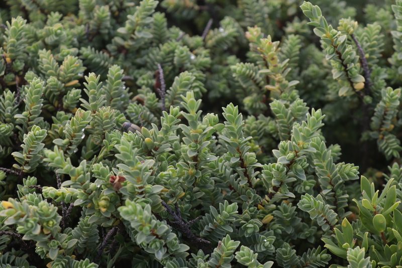 Pimelea serpyllifolia, photographed by Dylan Wishart