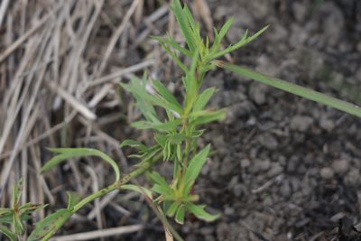 Haloragis heterophylla, photographed by Dylan Wishart