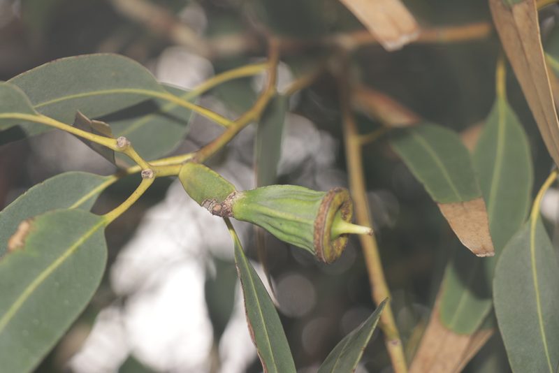 Eucalyptus gomphocephala, photographed by Dylan Wishart
