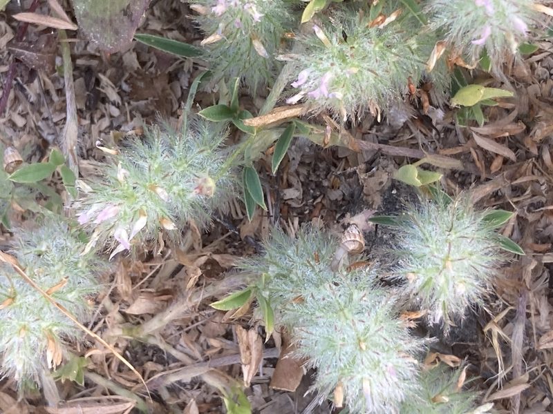 Trifolium infamia-ponertii, photographed by Andre Hosper