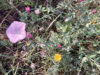 Convolvulus althaeoides, photographed by Andre Hosper