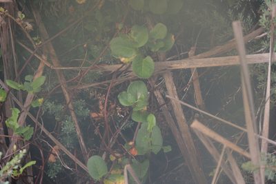 Muehlenbeckia complexa, photographed by Dylan Wishart