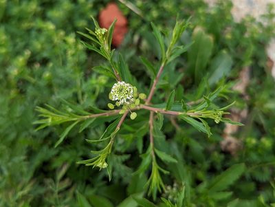 Lepidium virginicum, photographed by Tom and T Herman