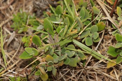 Tetragonia implexicoma, photographed by Dylan Wishart