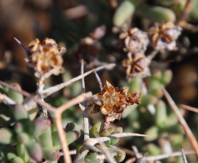 Ruschia intricata, photographed by Tony Rebelo