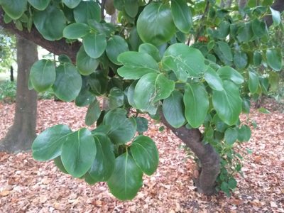 Griselinia littoralis, photographed by Rob Cruickshank