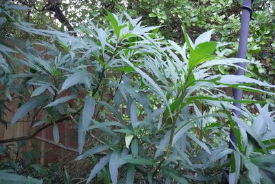 Solanum laciniatum, photographed by Jon Sullivan