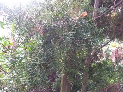 Podocarpus totara, photographed by Rob Cruickshank