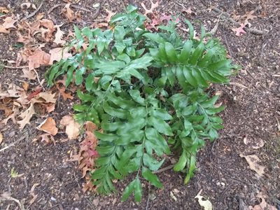 Asplenium oblongifolium, photographed by Rob Cruickshank