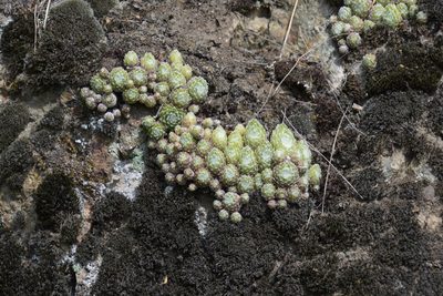 Sempervivum arachnoideum, photographed by Felicia Seichter