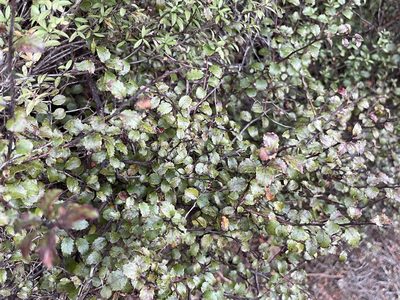 Gaultheria antipoda, photographed by Penelope Noel Gillette