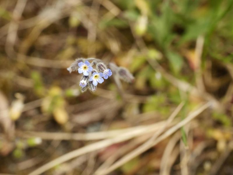 Myosotis ramosissima, photographed by Alexis Tinker-Tsavalas