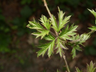 Rubus ulmifolius, photographed by Alexis Tinker-Tsavalas