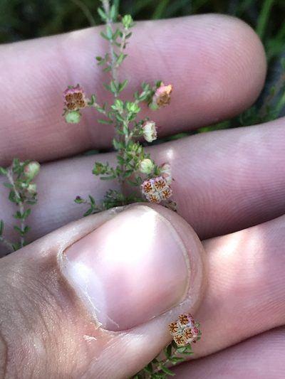 Erica velatiflora, photographed by Ren Hoekstra
