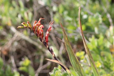 Chasmanthe aethiopica, photographed by Bronwen Foster