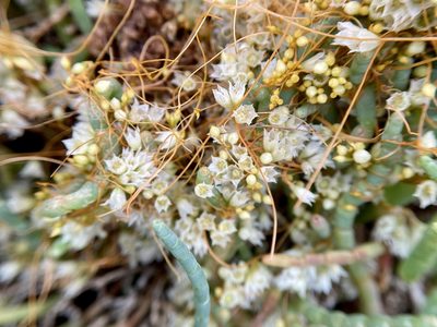 Cuscuta pacifica, photographed by Dutza K.