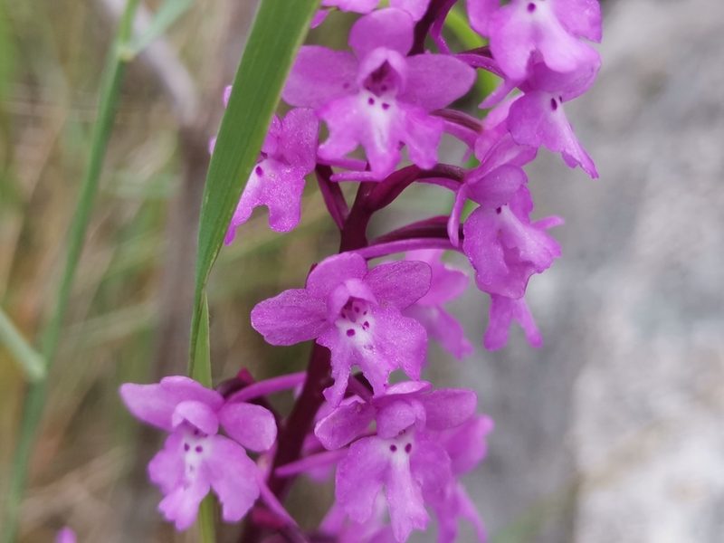 Orchis quadripunctata, photographed by Ljaž