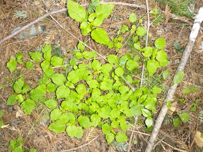 Circaea alpina, photographed by Drew Meyer