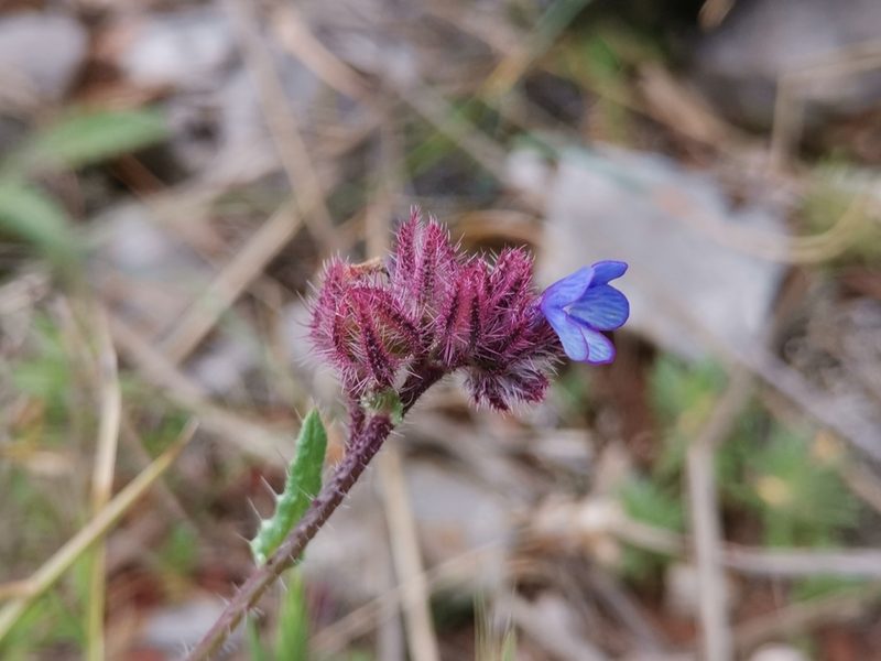 Anchusa cretica, photographed by Ljaž