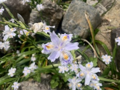 Iris japonica, photographed by 岸本年郎