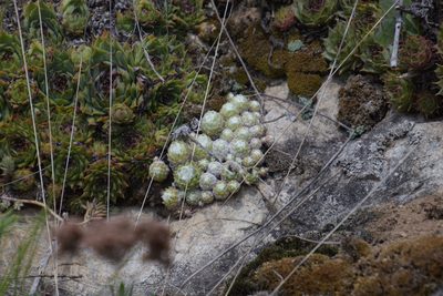 Sempervivum arachnoideum, photographed by Felicia Seichter