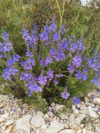Veronica dalmatica, photographed by Ljaž