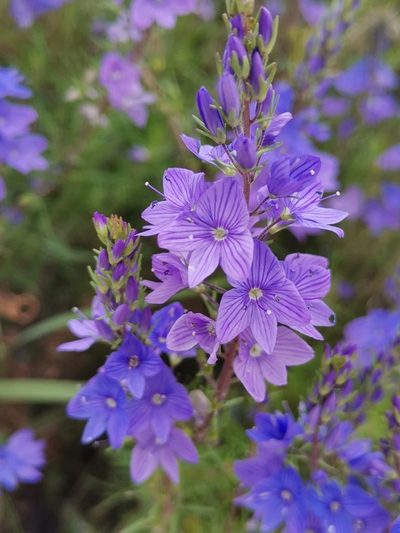 Veronica dalmatica, photographed by Ljaž