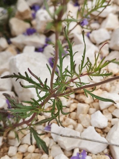 Veronica dalmatica, photographed by Ljaž