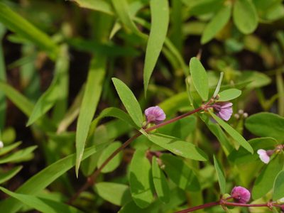 Euphorbia concanensis, photographed by Dinesh Valke