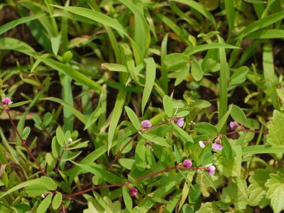 Euphorbia concanensis, photographed by Dinesh Valke