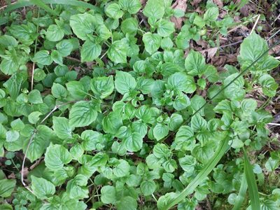 Circaea alpina, photographed by Drew Meyer