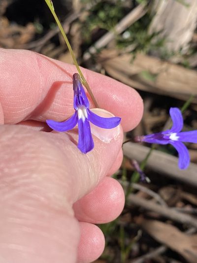 Lobelia dentata, photographed by Nathan Odgers