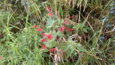 Salvia elegans, photographed by Jenny Christianson