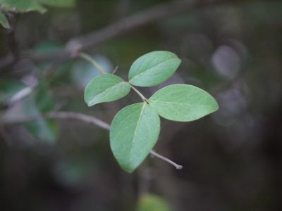 Cynometra iripa, photographed by Dinesh Valke