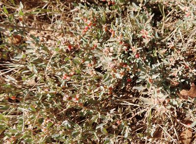 Atriplex semibaccata, photographed by linkie