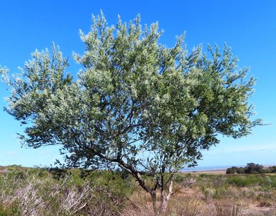 Acacia baileyana, photographed by linkie