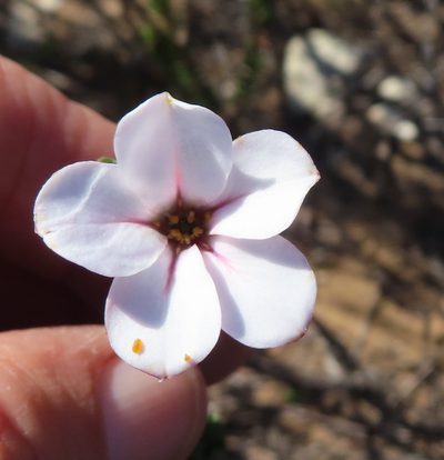 Adenandra obtusata, photographed by linkie