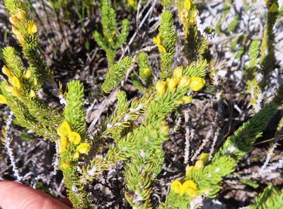 Aspalathus calcarea, photographed by linkie