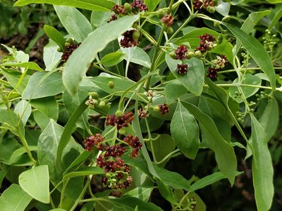 Santalum album, photographed by Suhel Quader