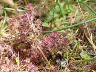 Triphysaria pusilla, photographed by Ellyne Geurts