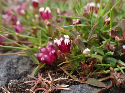 Trifolium depauperatum, photographed by Ellyne Geurts