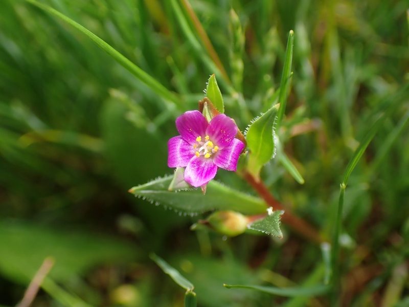 Calandrinia ciliata, photographed by Ellyne Geurts