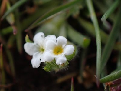 Plagiobothrys scouleri, photographed by Ellyne Geurts