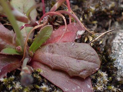 Hypochaeris glabra, photographed by Ellyne Geurts